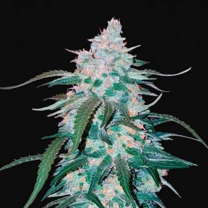 buds express